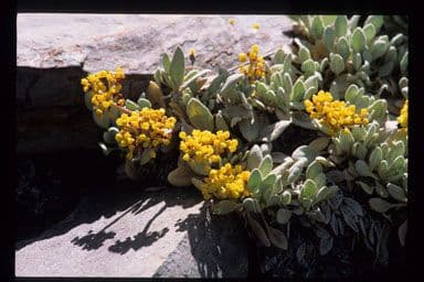 Eriogonum