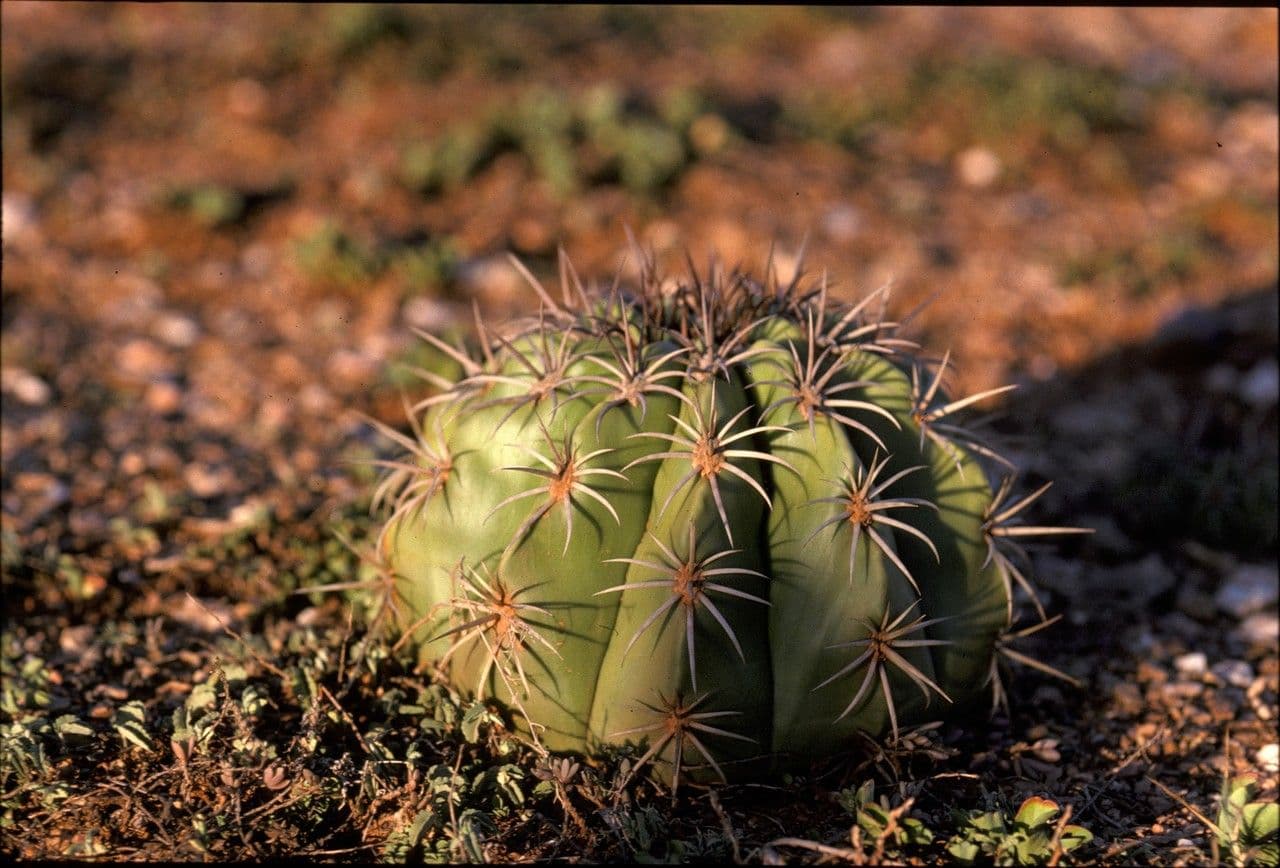 Melocactus 18