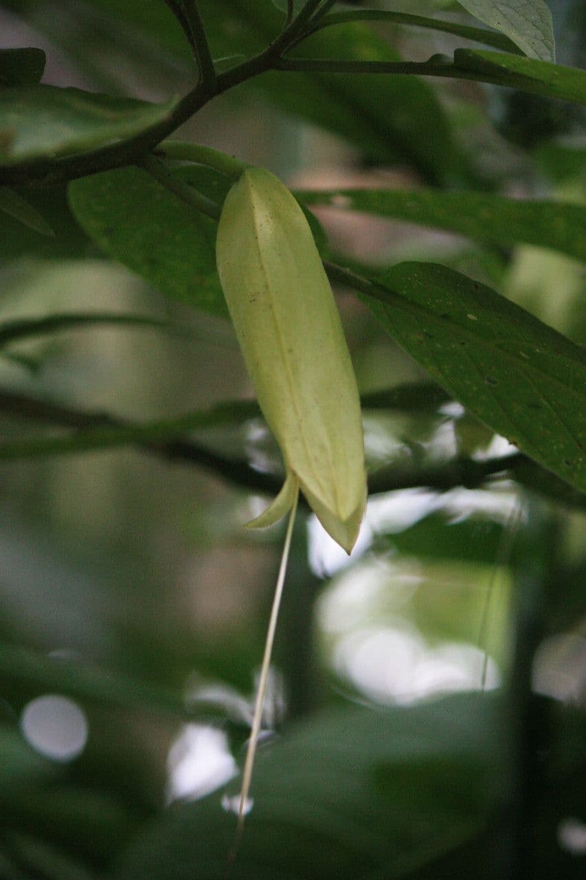 Quararibea 4