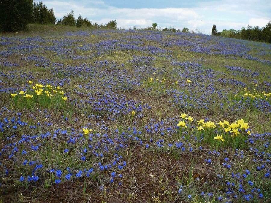 Zlatovlas farbiarsky 14