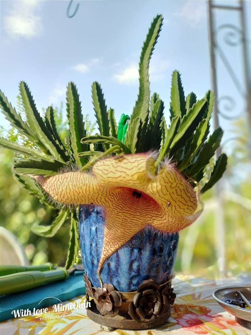 Stapelia 3