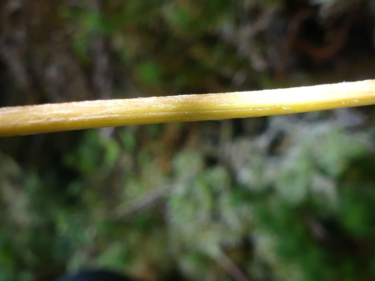 Centella asiatica 21