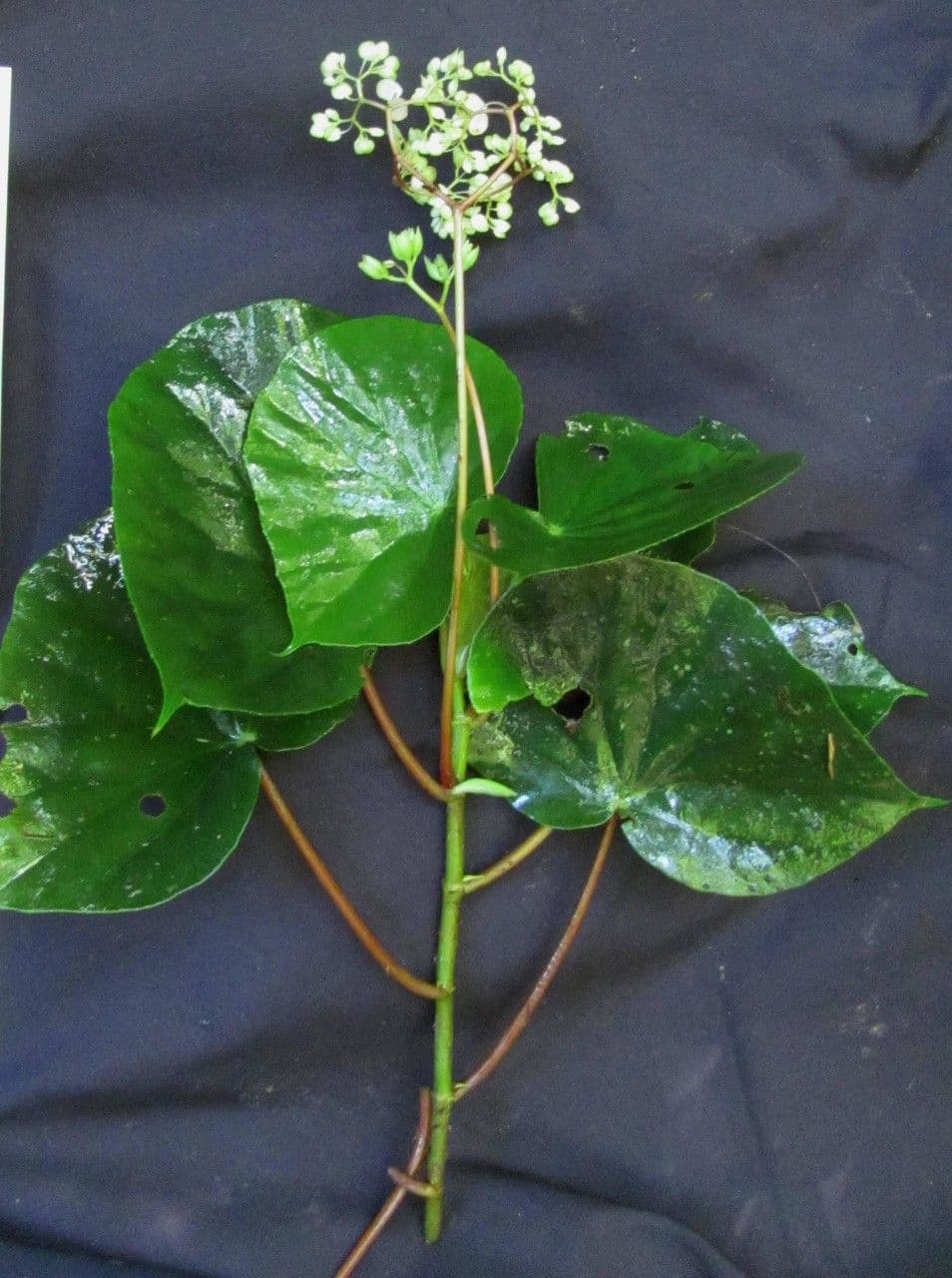 Begonia 20