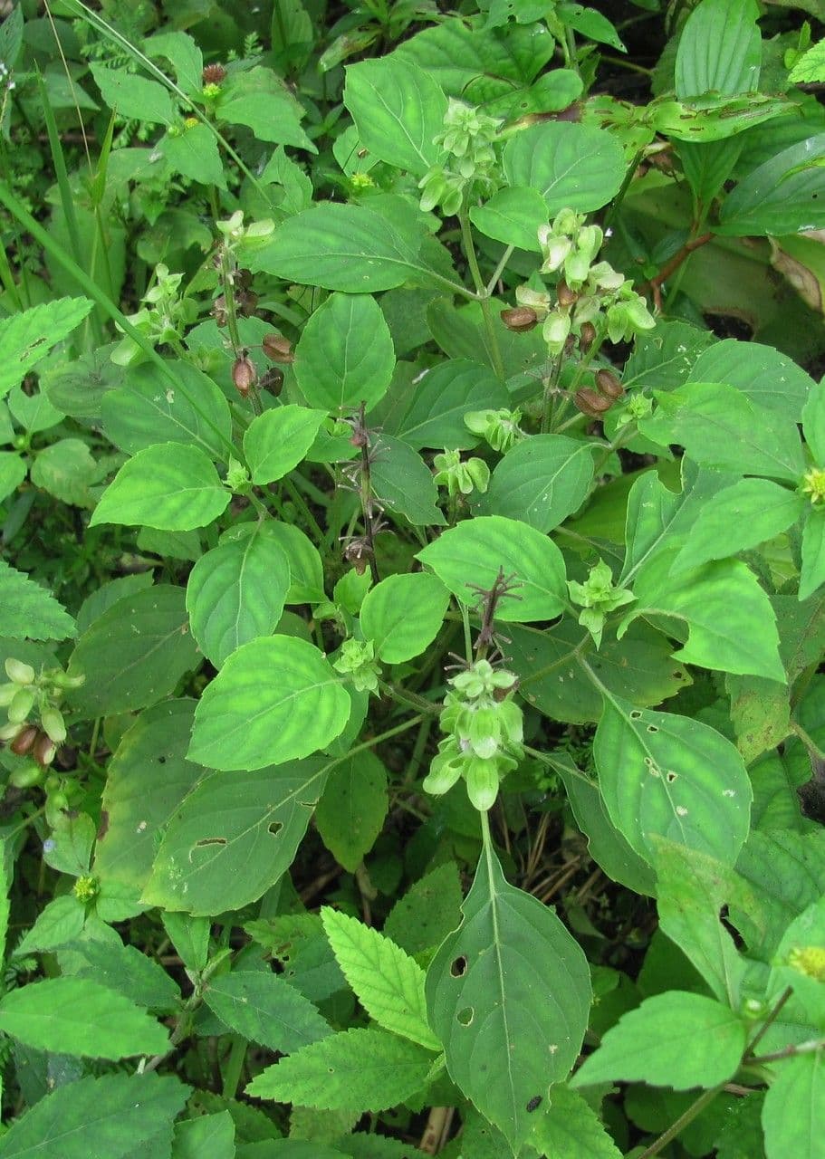 Basilico minore 14