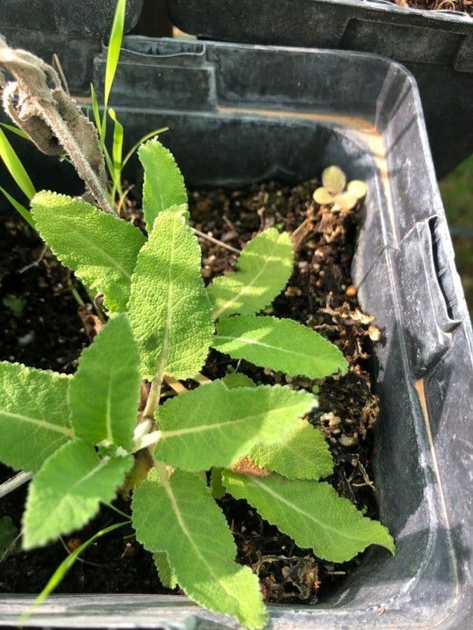 Salvia staminea 3