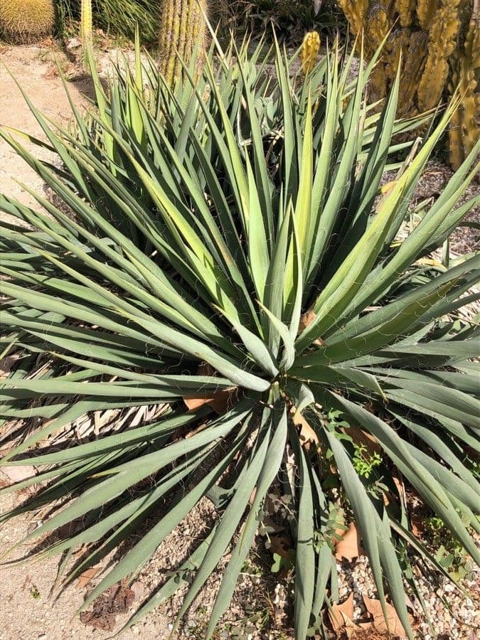 Whipples Yucca 7
