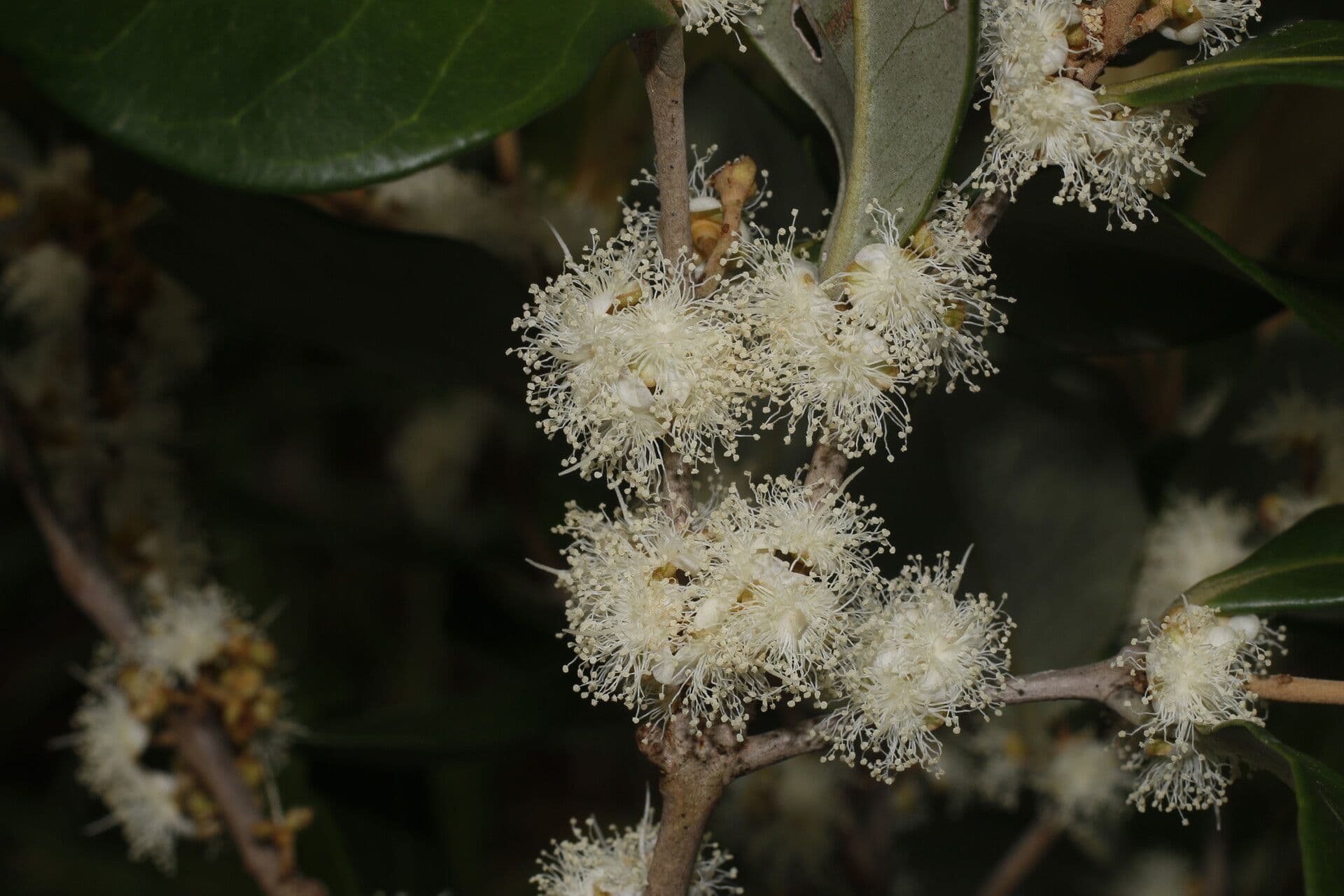 Eugenia 7