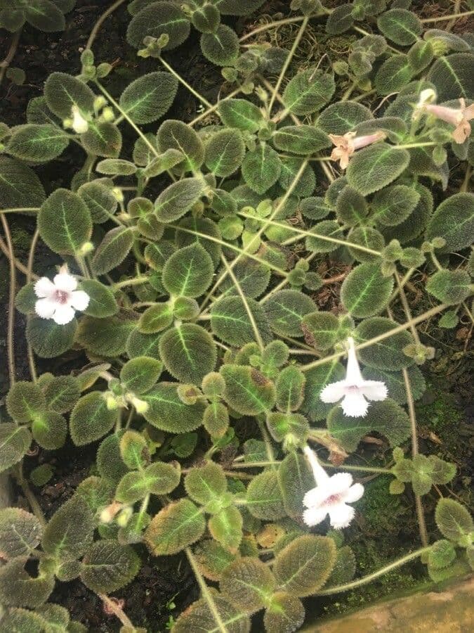 Episcia 3