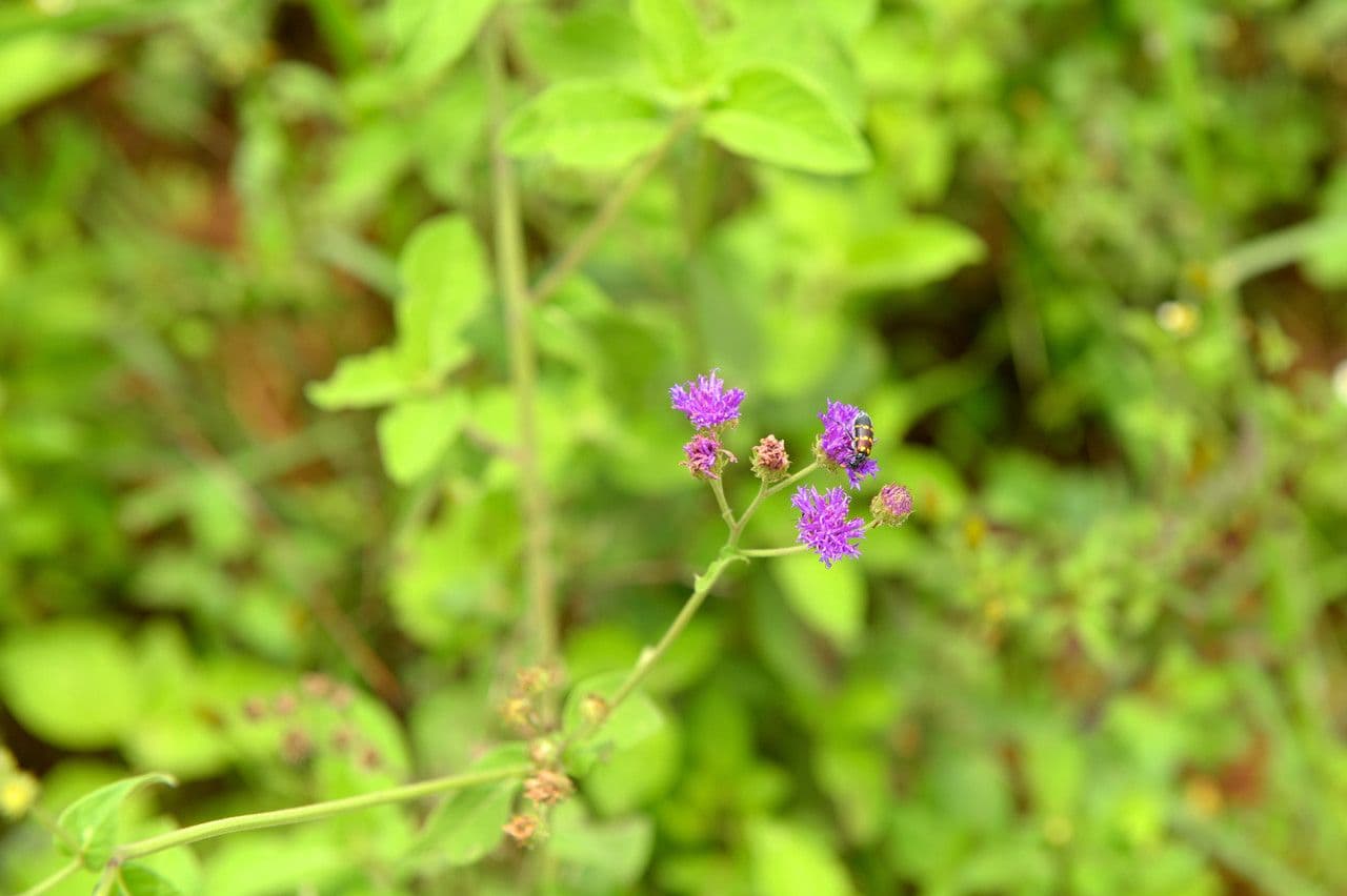 Gutenbergia 8