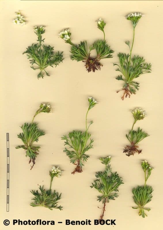 Sassifraga 18