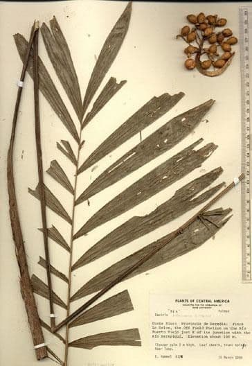 Bactris 15