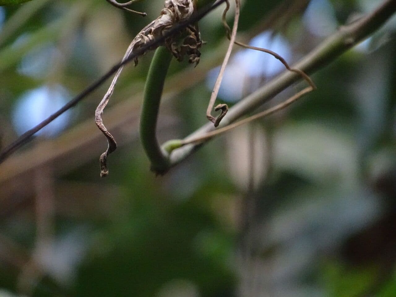 Aralienblättrige Cissus 4