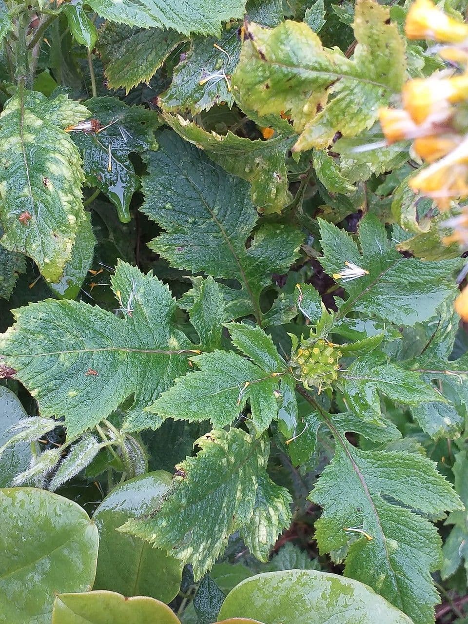 Senecione 6