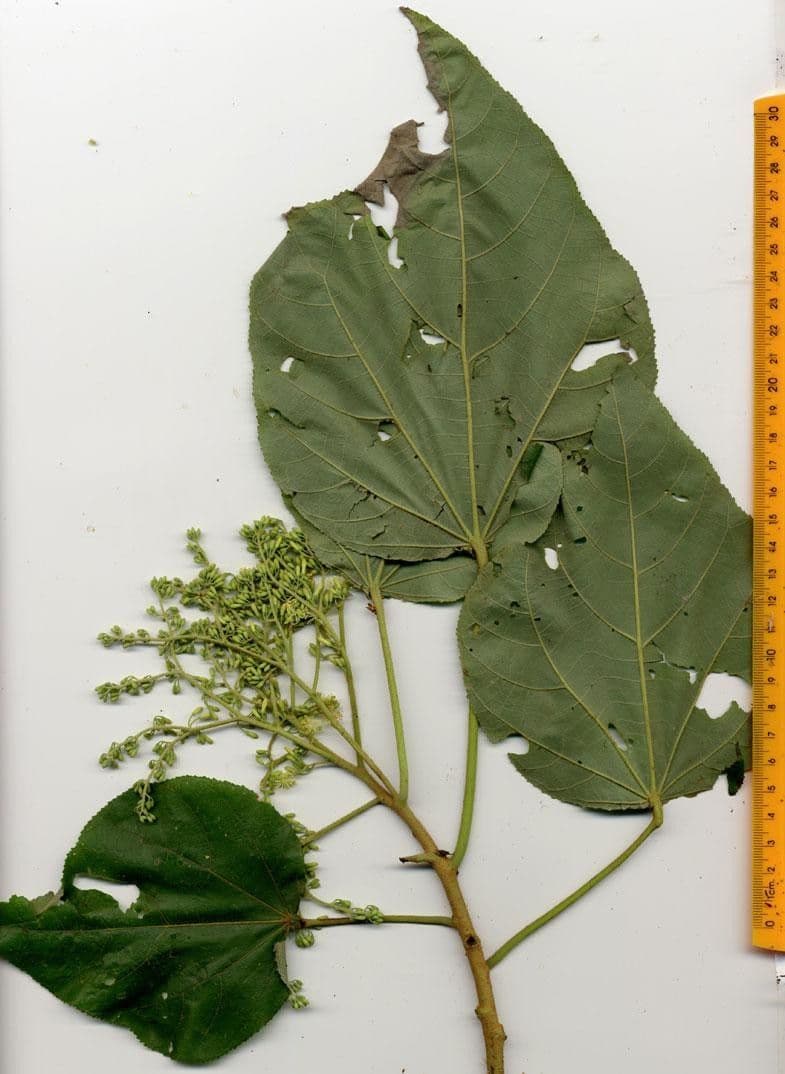 Heliocarpus 30