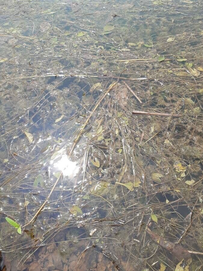 Limnophila 2