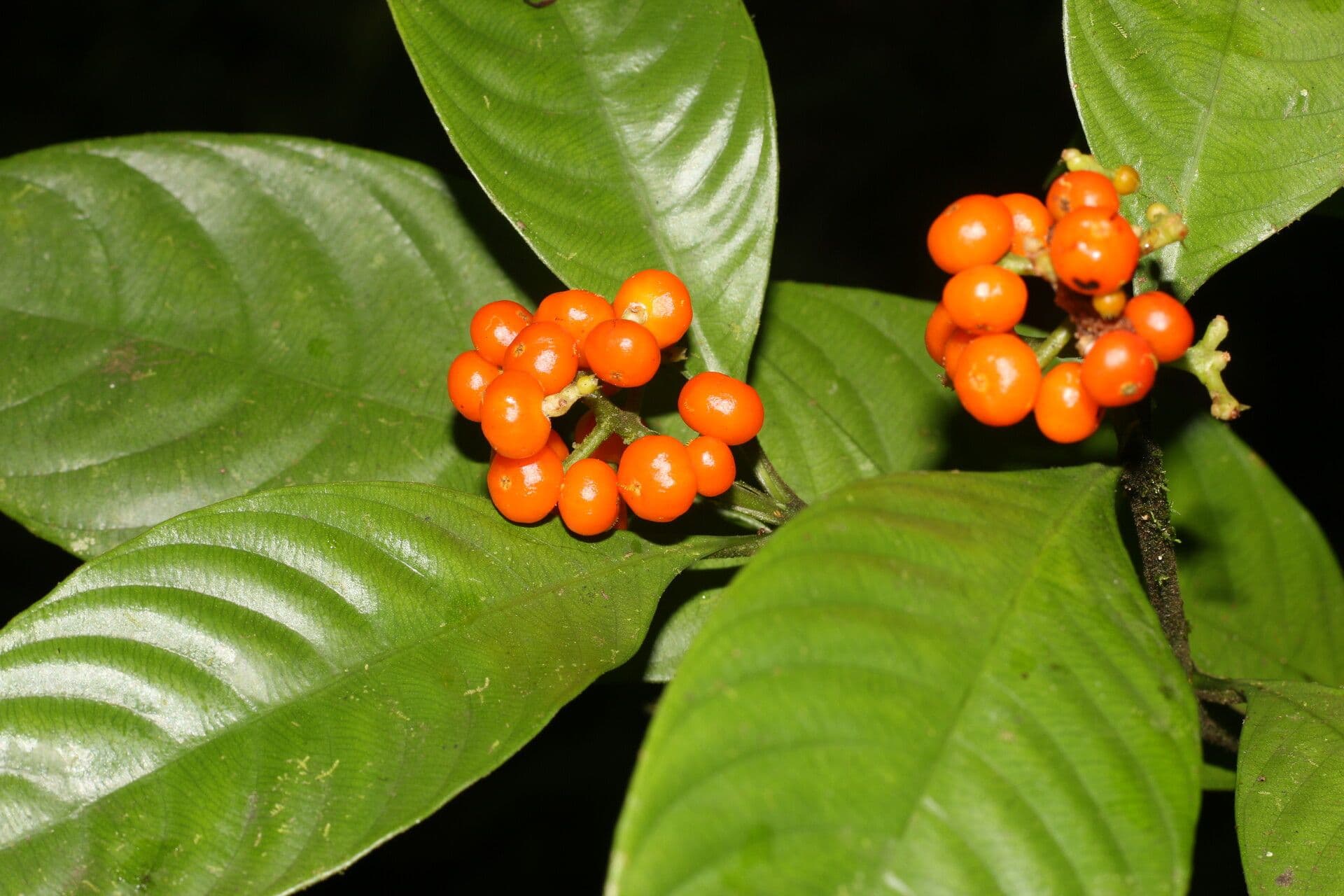 Psychotria 7