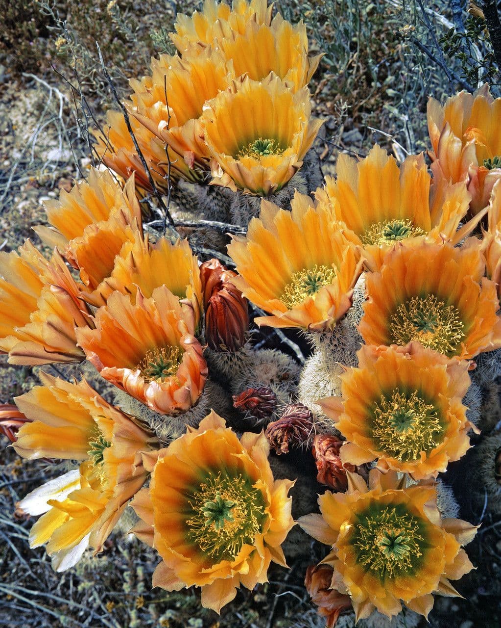 Echinocereus 4