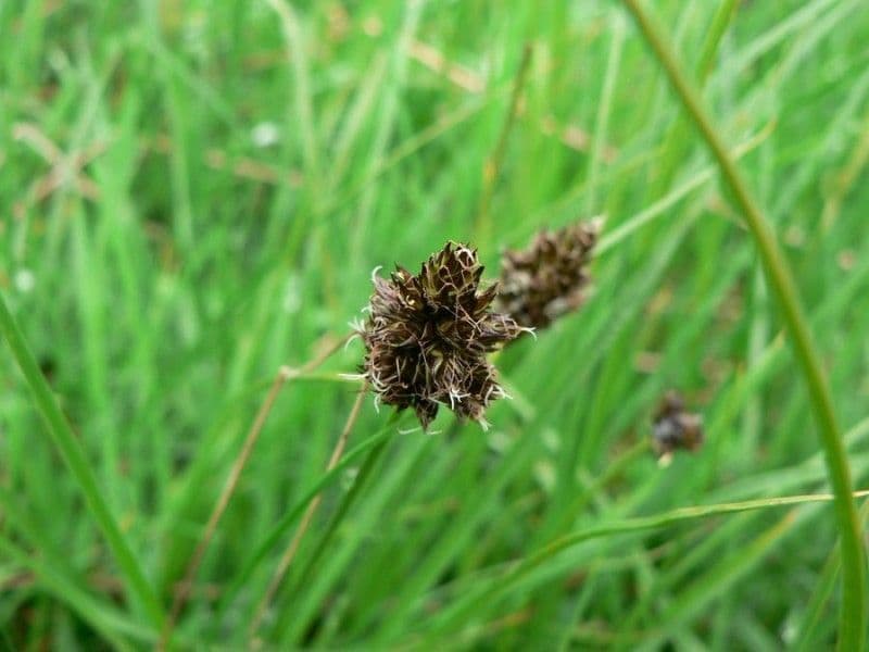 Stinking sedge 4