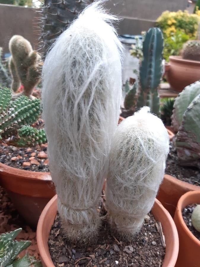 Espostoa 6