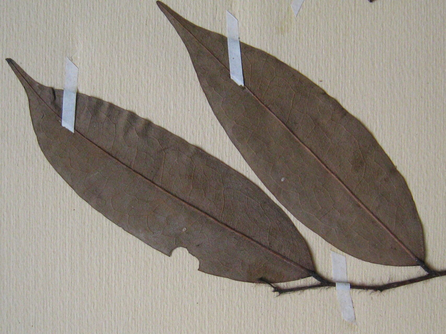Xylopia 5