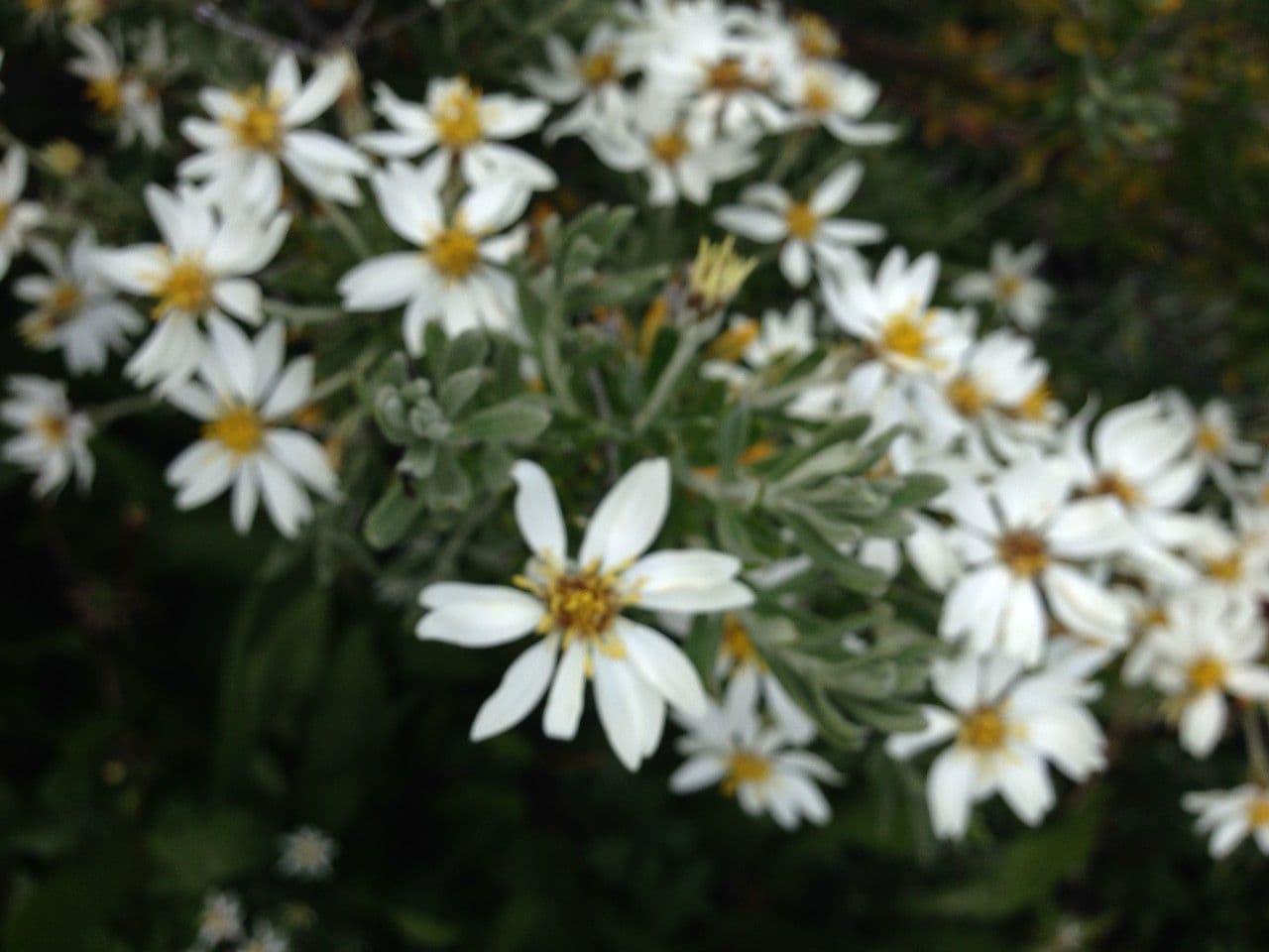 Chiliotrichum 15