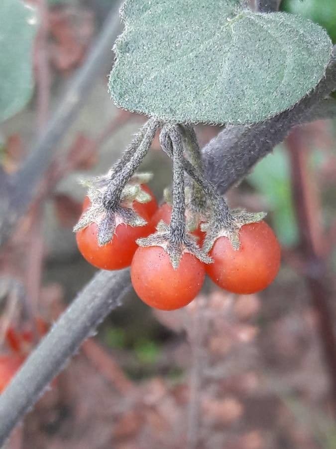 Solanum villosum 5