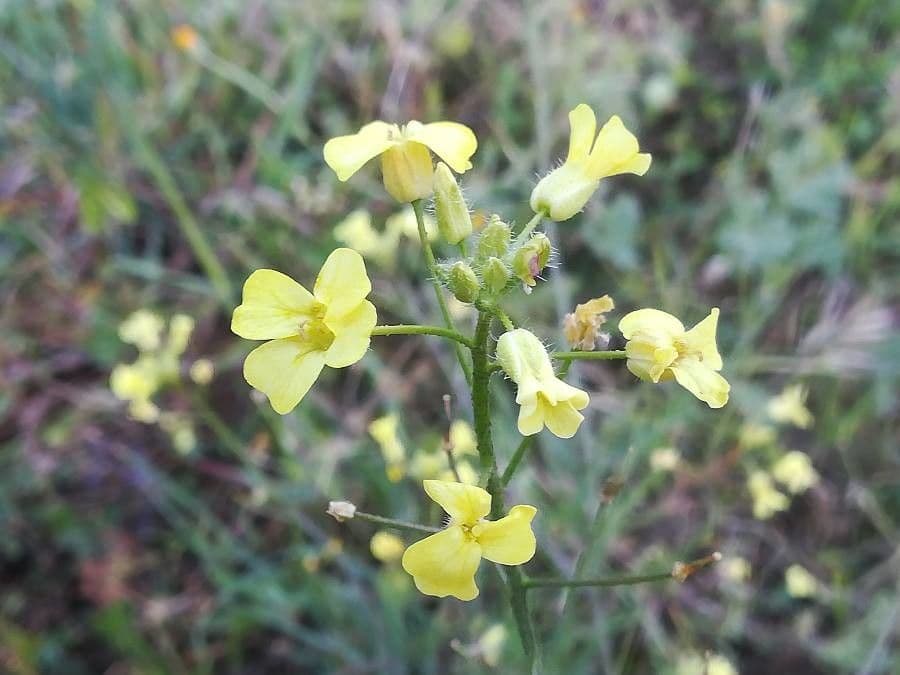 Bunias erucago 10