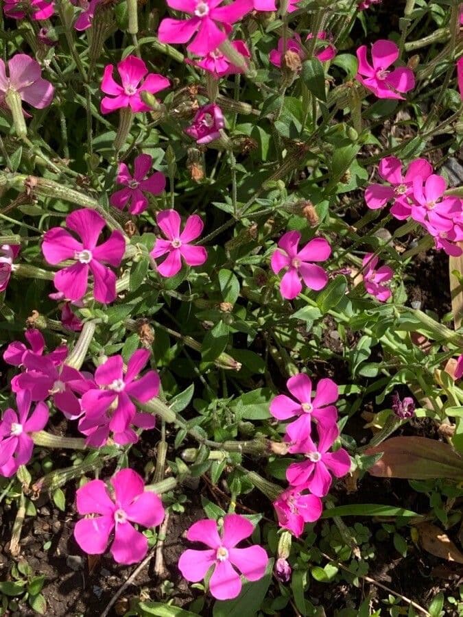 Silene della Carolina 6