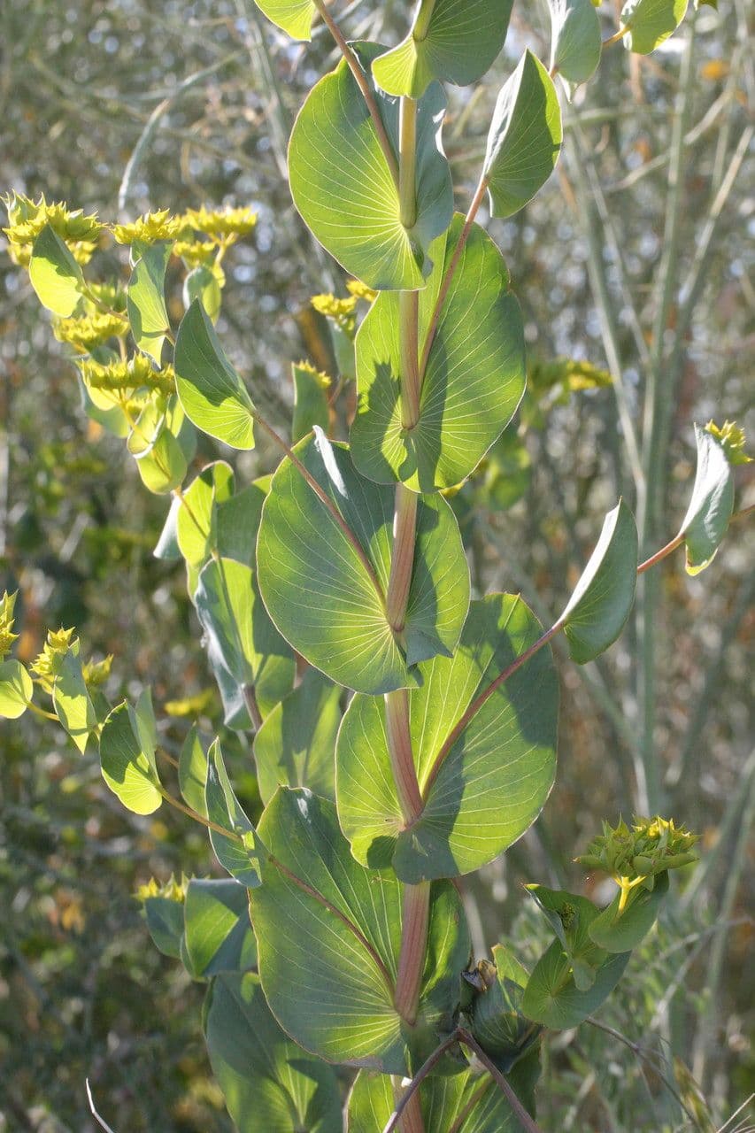 Bupleurum rotundifolium 24