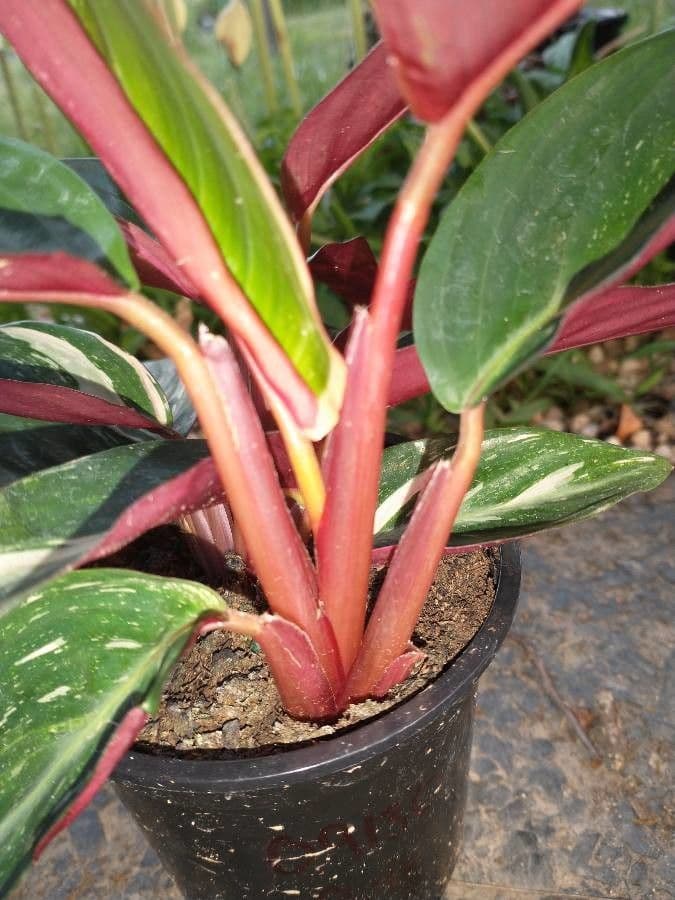Stromanthe 19