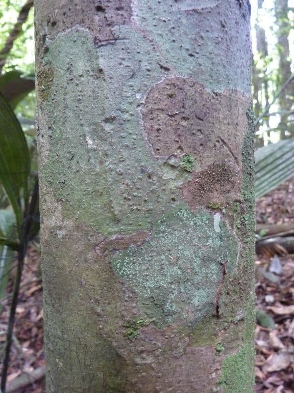Eschweilera 9