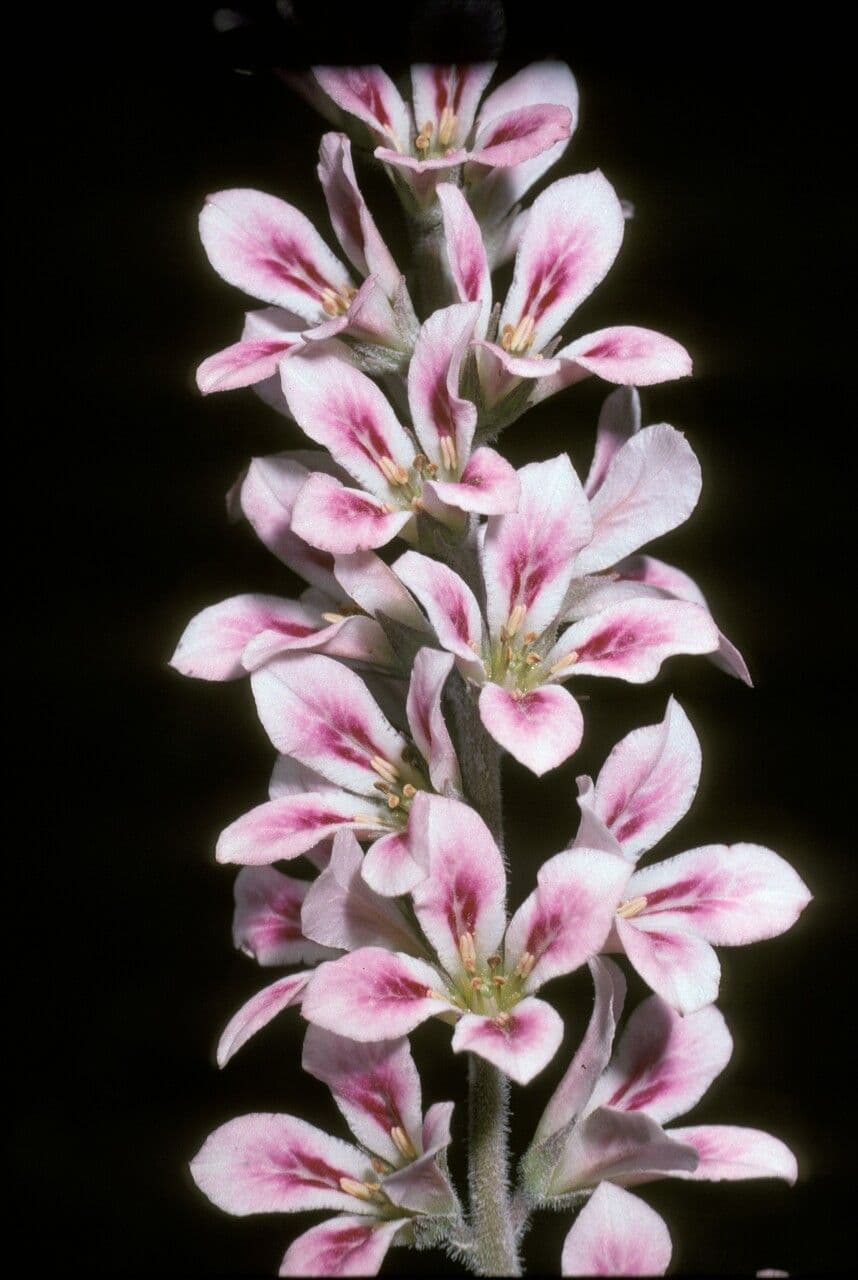 Francoa 4