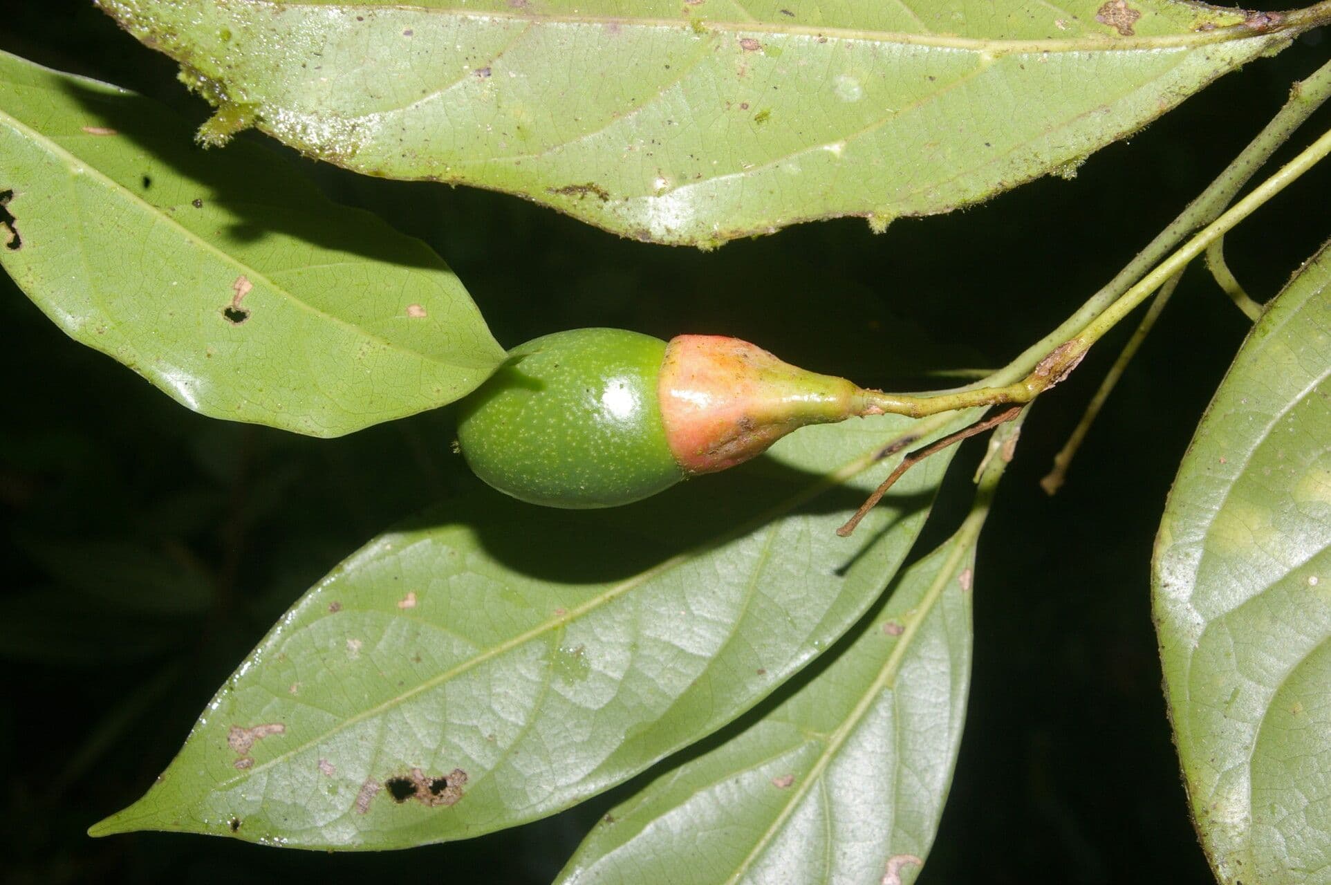 Ocotea 2