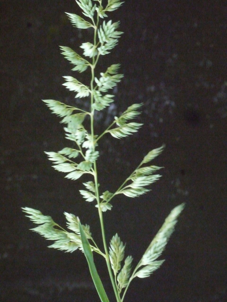 Scagliola arundinacea 27