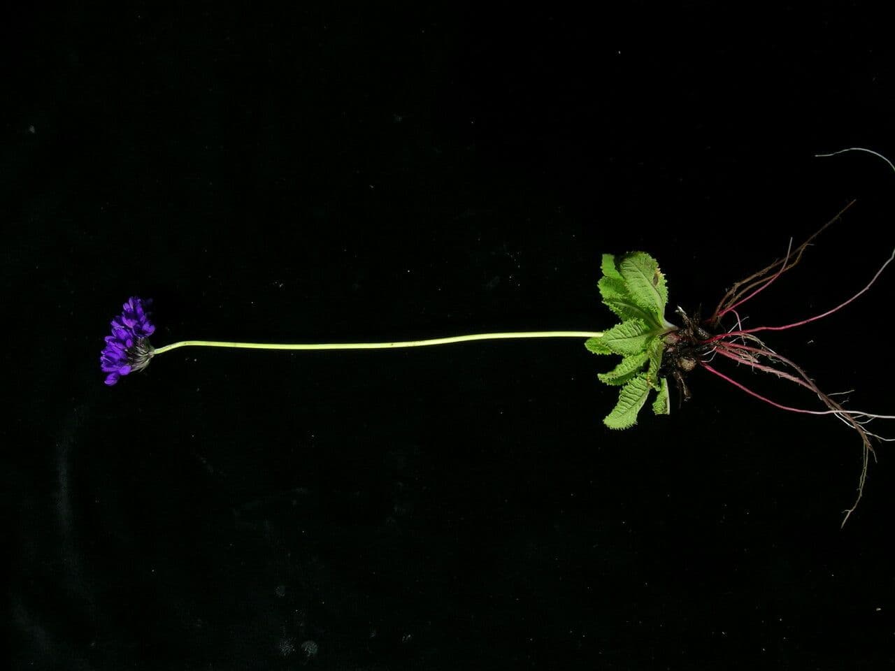 Primula 8
