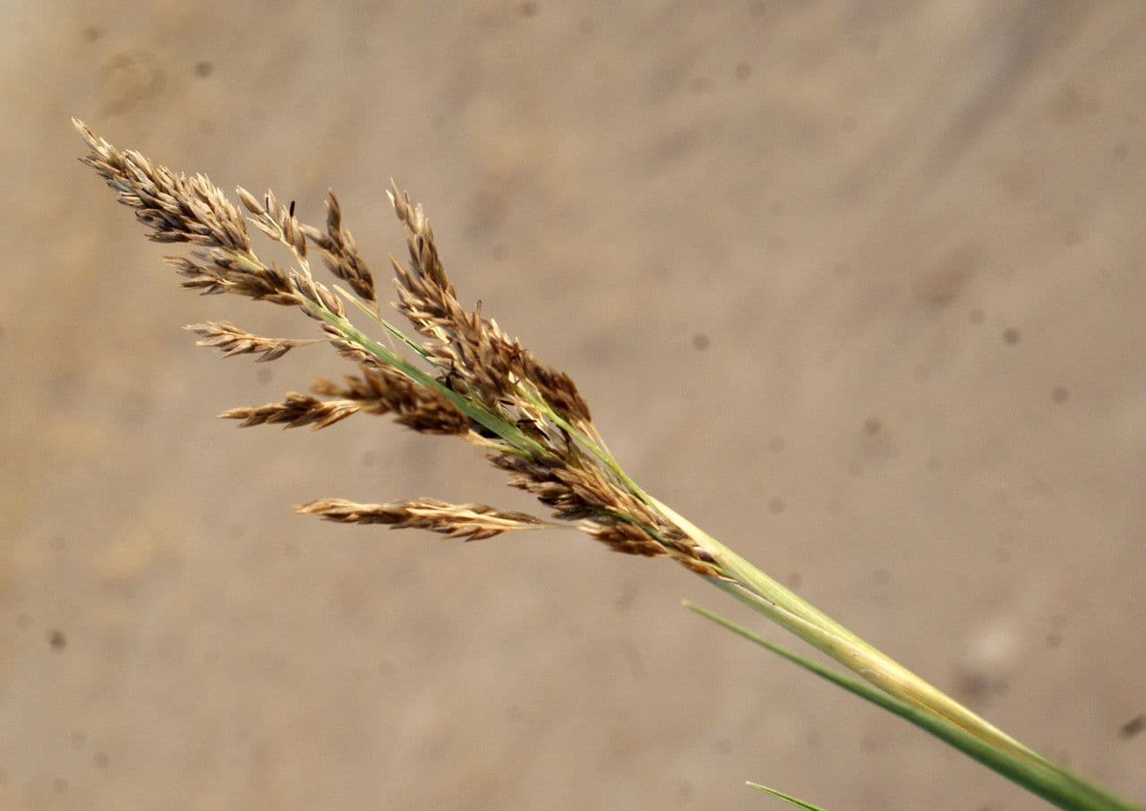Aeluropus 3