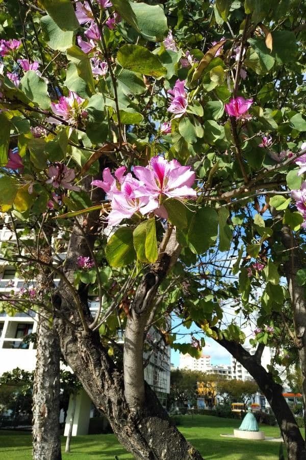 Bauhinia variegata 14