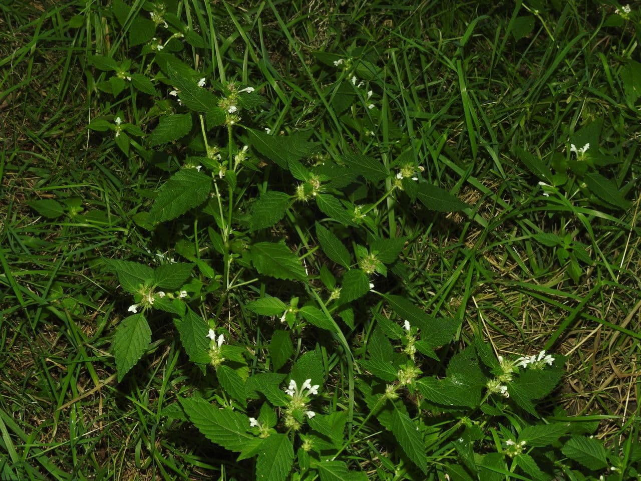 Canapa selvatica 28