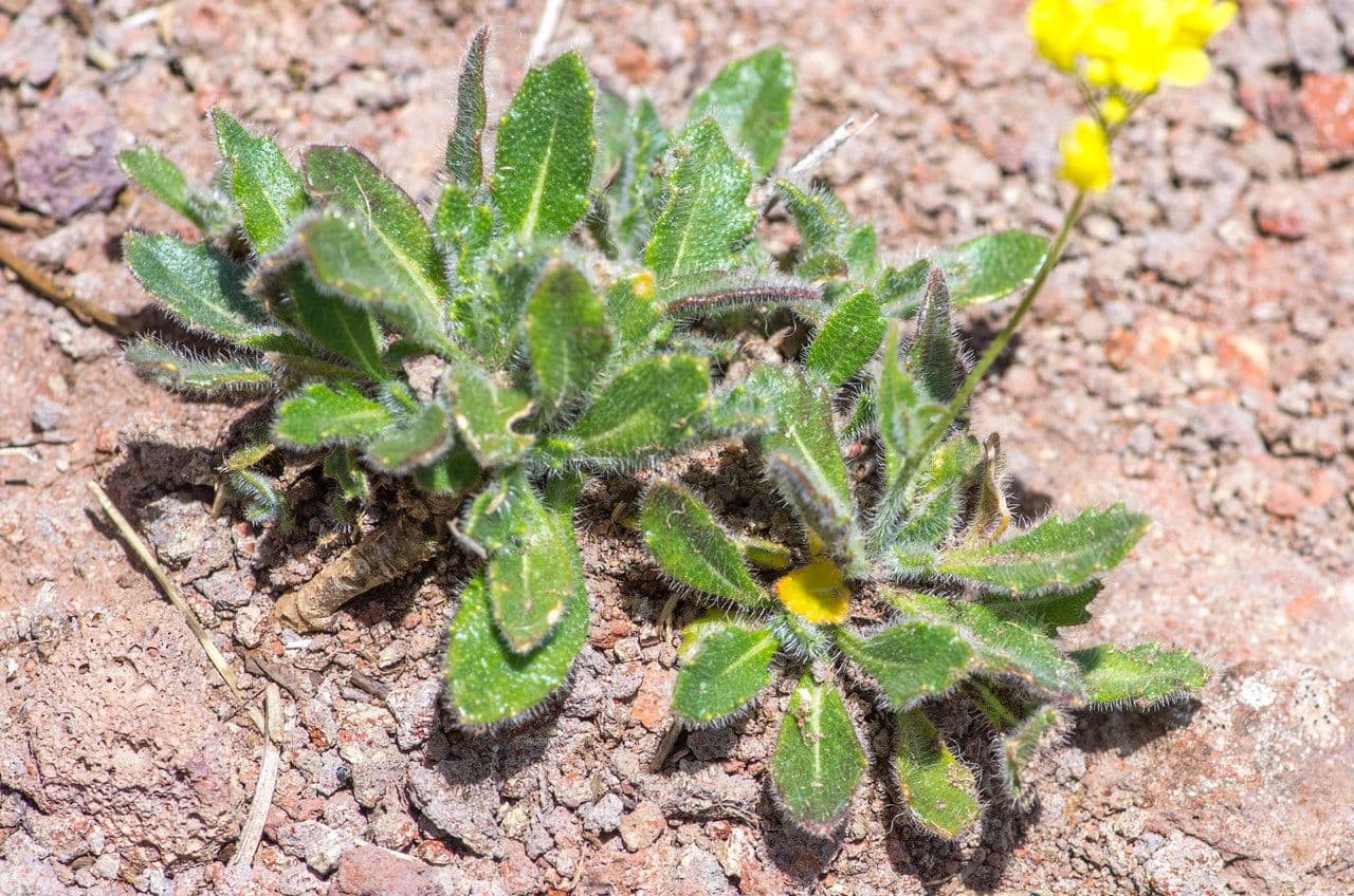 Biscutella arvernensis 13