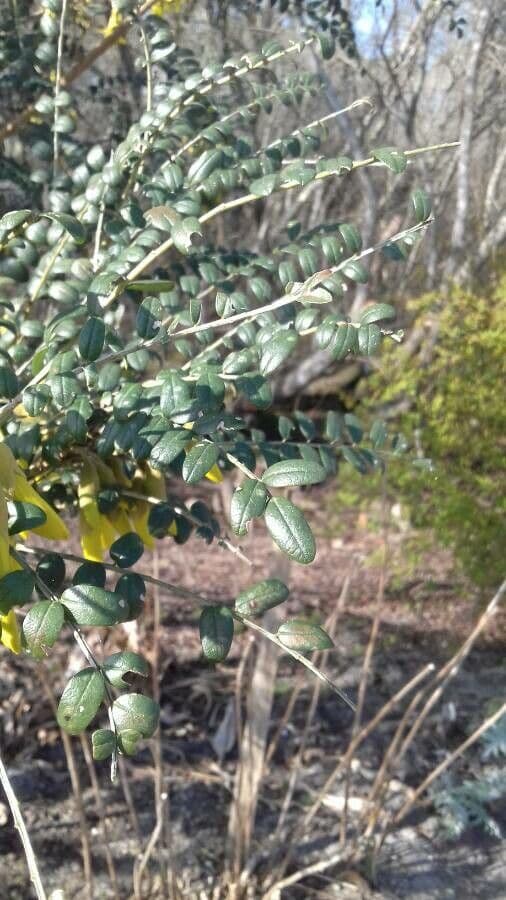 Sophora 6