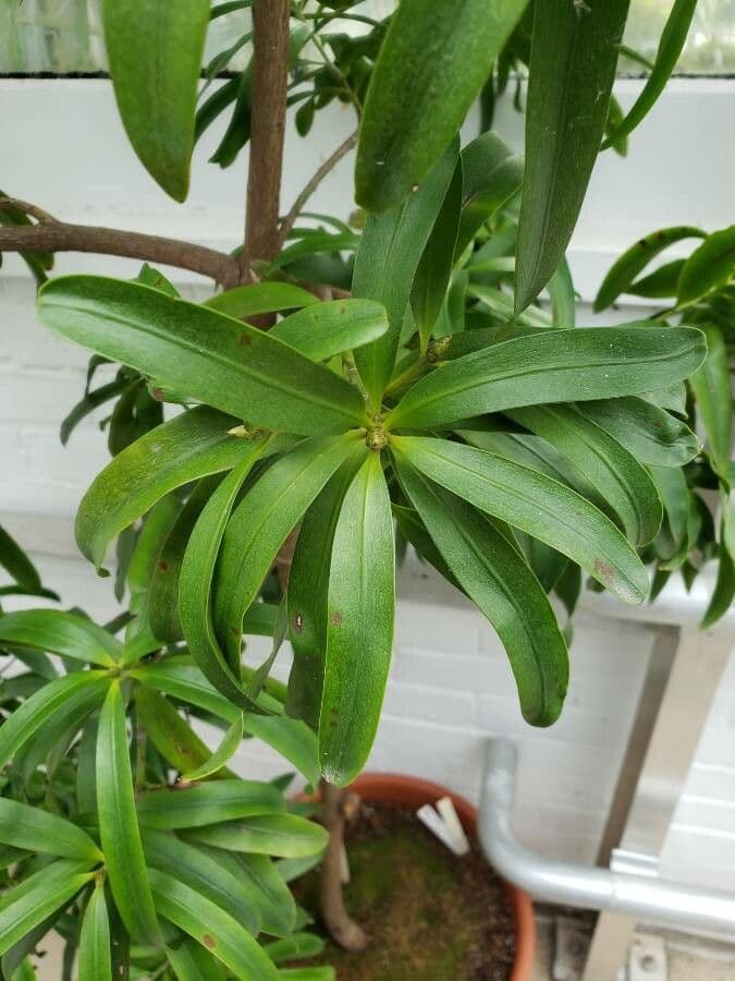 Podocarpus 3