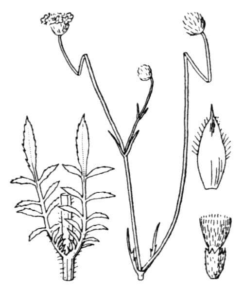 Cephalaria transilvana 20