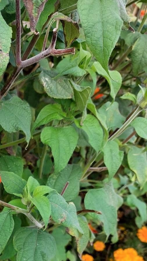 Tithonia rotundifolia 17