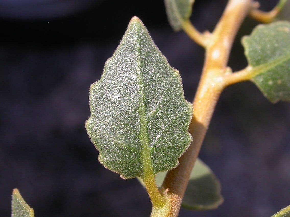 Petalonyx 9
