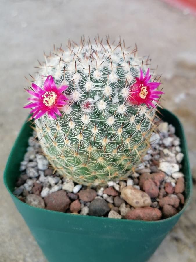 Mammillaria 5