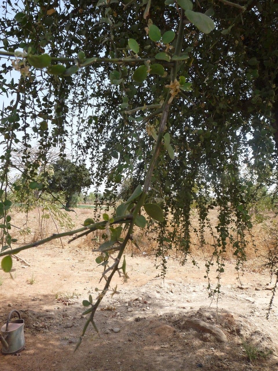Datel' egyptský 21