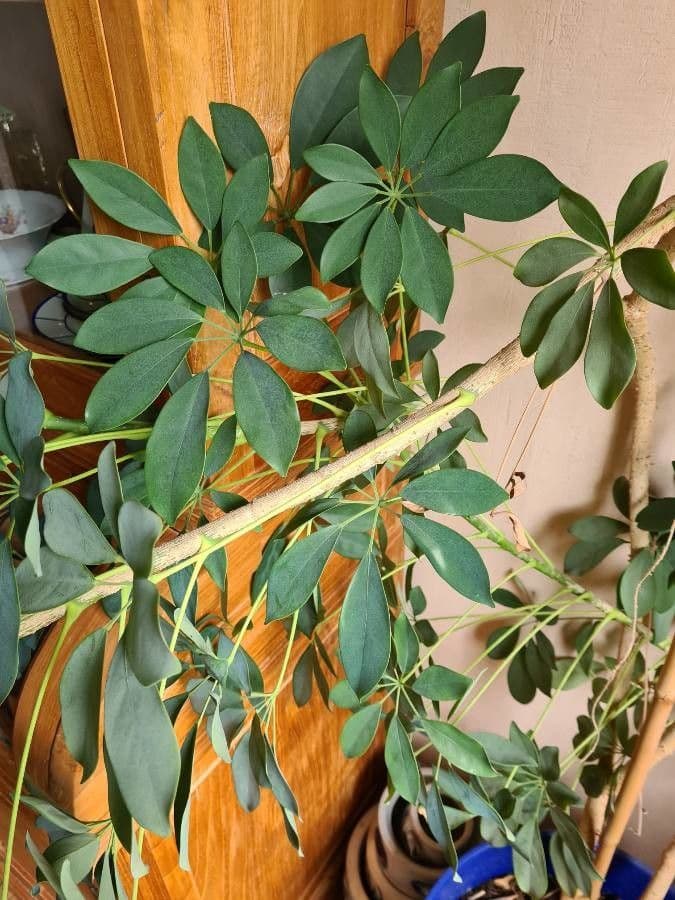 Schefflera arbicole 21