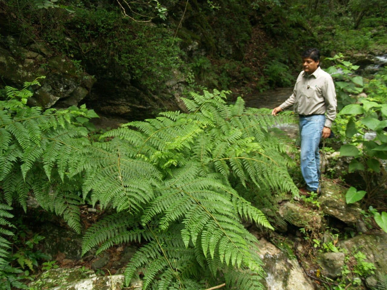 Papracka