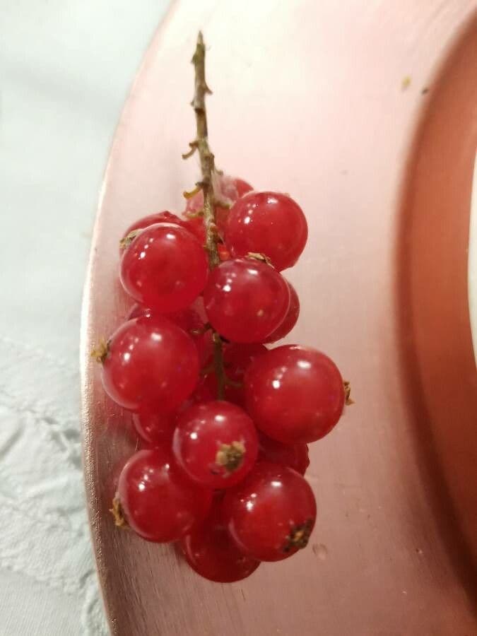 Ríbezľa červená 5