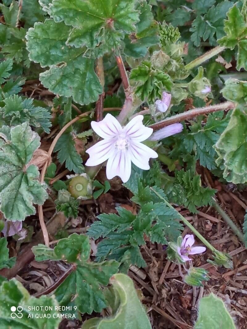 Malva domestica 22